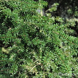 Tsuga diversifolia