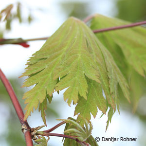 Acer japonicum'Aconitifolium'