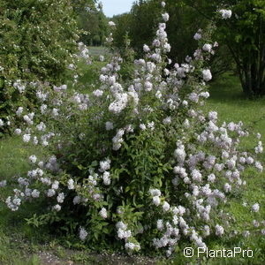Deutzia hybrida (x)'Mont Rose'