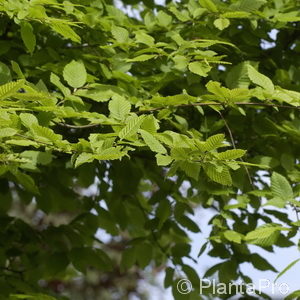 Carpinus betulus'Schirm Form'