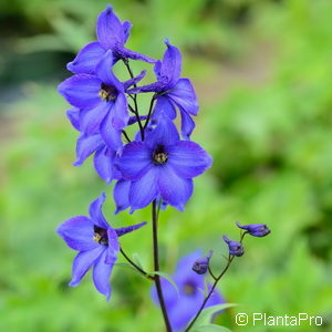 Delphinium'Finsteraarhorn'