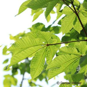 Aesculus carnea (x)'Briotii'