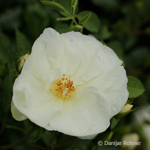 Bodendeckerrose'Schneeflocke'