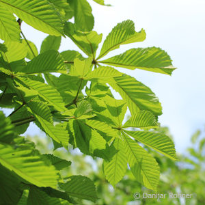 Aesculus hippocastanum'Baumannii'