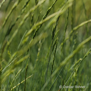 Festuca glauca