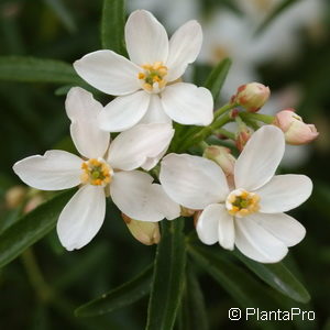 Choisya'Aztec Pearl'