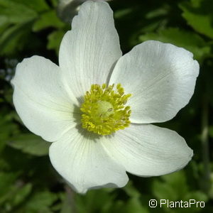 Anemone sylvestris