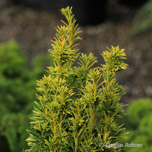 Taxus baccata'Fastigiata Aurea'