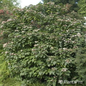 Clerodendrum trichotomum