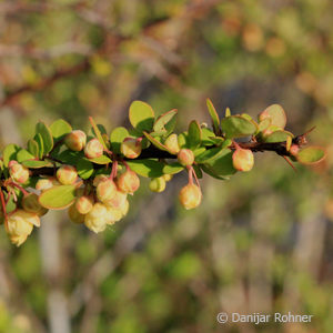 Berberis thunbergii