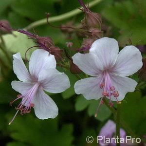 Geranium cantabrigiense'Biokovo'