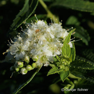 Spiraea japonica'Albiflora'