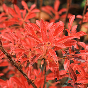 Enkianthus campanulatus