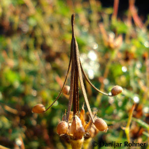 Geranium sanguineum'Max Frei'