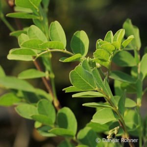 Colutea arborescens