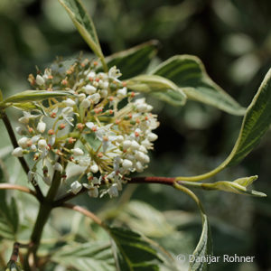 Cornus alba'Elegantissima'