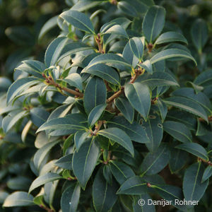 Osmanthus burkwoodii (x)'Kugel'