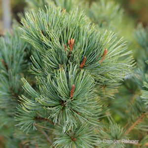 Pinus parviflora'Glauca'