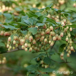 Enkianthus campanulatus