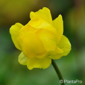 Trollius'Lemon Queen'