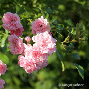 Bodendeckerrose'The Fairy'