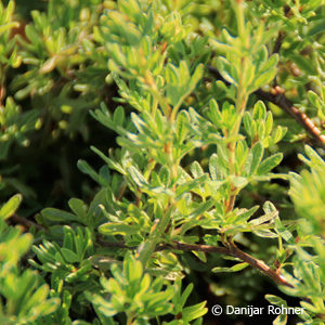 Potentilla fruticosa'Red Robin'