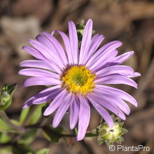 Aster amellusrosa