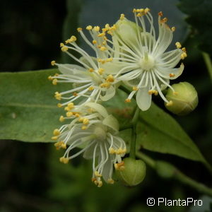 Tilia cordata