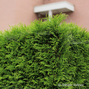 Thuja occidentalis'Smaragd'