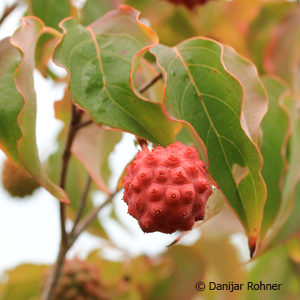 Cornus kousavar. chinensis