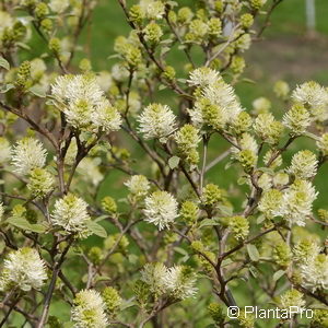 Fothergilla gardenii