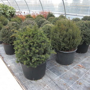 Taxus baccata'Kugel'