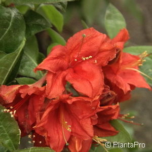 Rhododendron (Knaphill-Exbury Azalee)'Royal Command'