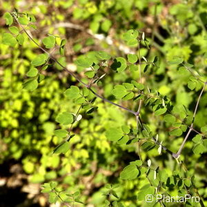 Thalictrum delavayi