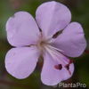 Geranium dalmaticum