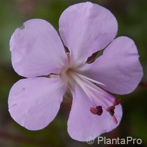 Geranium dalmaticum