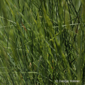 Festuca glauca