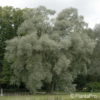 Salix alba'Sericea'