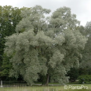 Salix alba'Sericea'