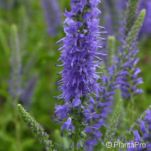 Veronica spicata'Blauteppich'