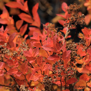 Spiraea japonica'Little Princess'