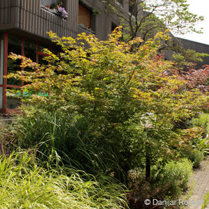 Acer palmatum'Osakazuki'