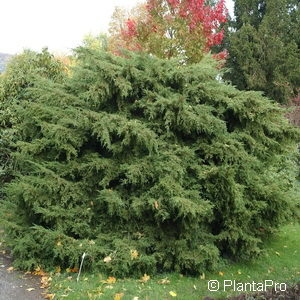 Juniperus media (x)'Pfitzeriana Glauca'