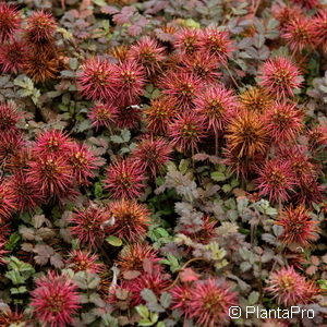 Acaena microphylla'Kupferteppich'