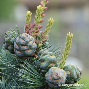 Pinus parviflora'Negishi'