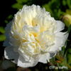 Paeonia suffruticosaorange