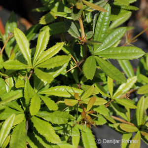 Berberis julianae