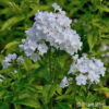 Phlox (Paniculata-Gruppe)'Rembrandt'