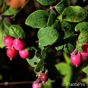 Symphoricarpos chenaultii (x)'Hancock'