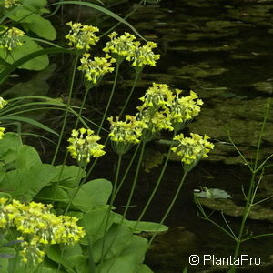 Primula florindae